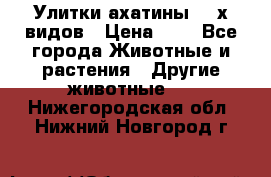 Улитки ахатины  2-х видов › Цена ­ 0 - Все города Животные и растения » Другие животные   . Нижегородская обл.,Нижний Новгород г.